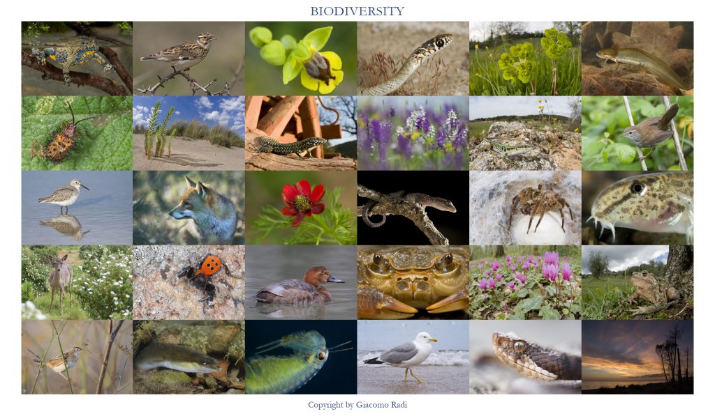 Biodiversità: perché preoccuparsi di un valore che scompare IMG 4221 1024x597