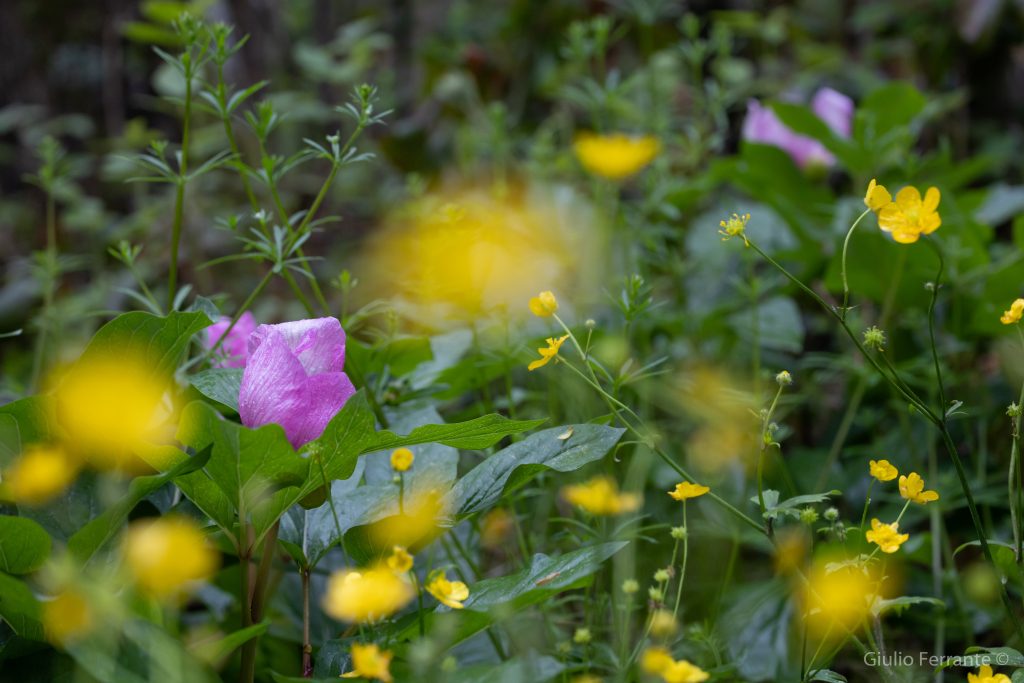 Biodiversità: perché preoccuparsi di un valore che scompare IMG 8570 1024x683