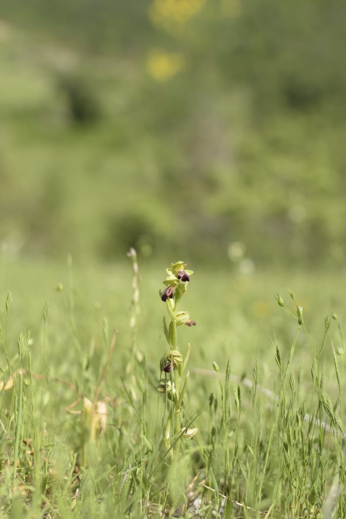 Promesse e bugie: la complessa relazione tra orchidee ed insetti DSC0309 1 683x1024