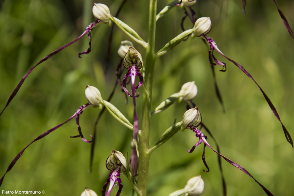 Himantoglossum Adriaticum 2 1024x683