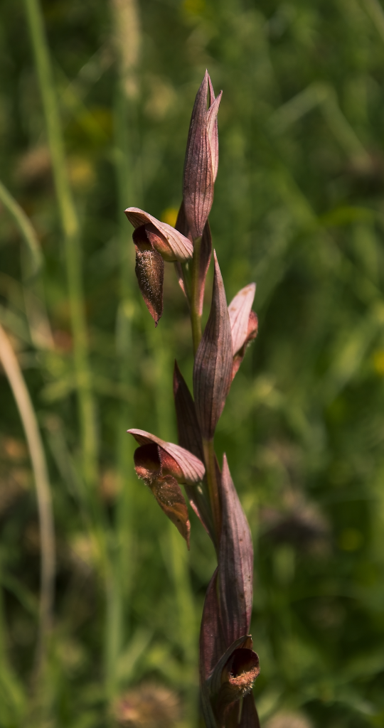 Promesse e bugie: la complessa relazione tra orchidee ed insetti Serapias Vomeracea 3 540x1024