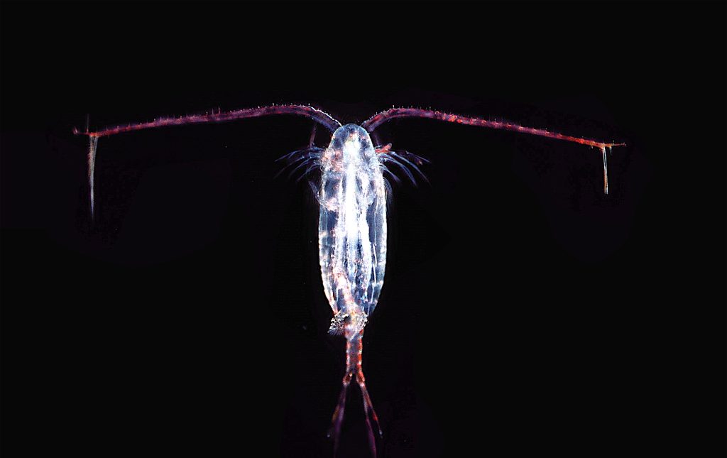 Viaggio alla scoperta della biodiversità nelle profondità marine Copepodkils E1646672776334 1024x645