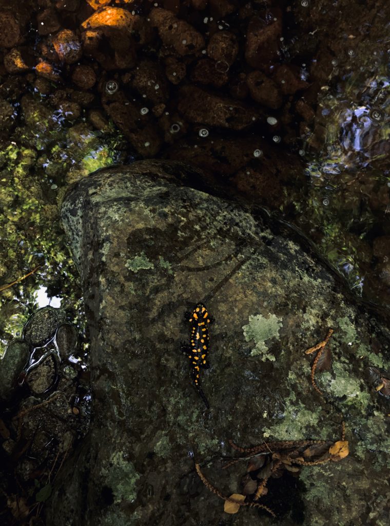 La fragile presenza della salamandra pezzata tra i boschi dell’Appennino Salamandra Corsica 1 760x1024