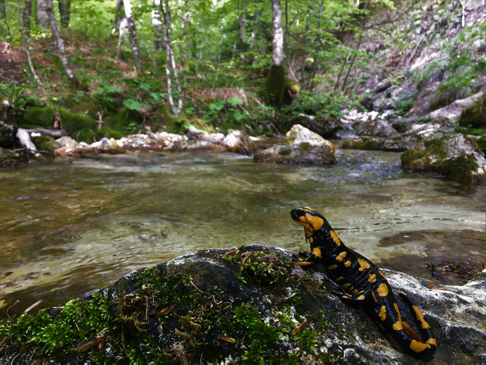 La fragile presenza della salamandra pezzata tra i boschi dell’Appennino Imageedit 1 2353643536