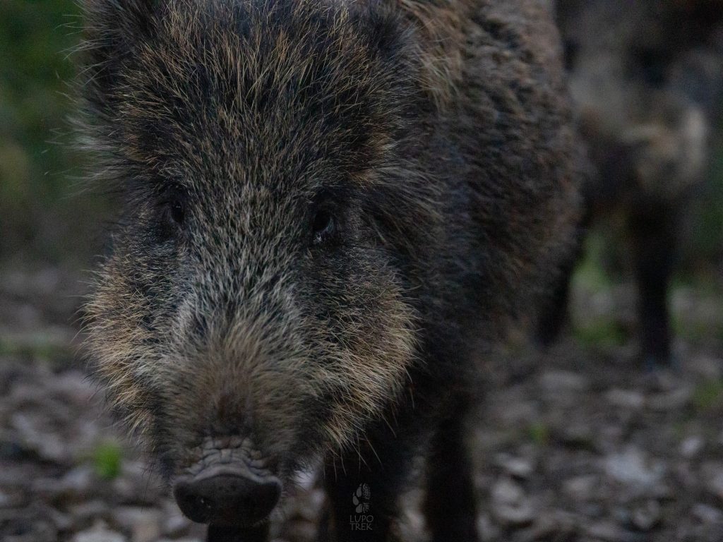 La convivenza tra uomo e cinghiale in Italia: esperienze a confronto IMG 6205 1 1024x768