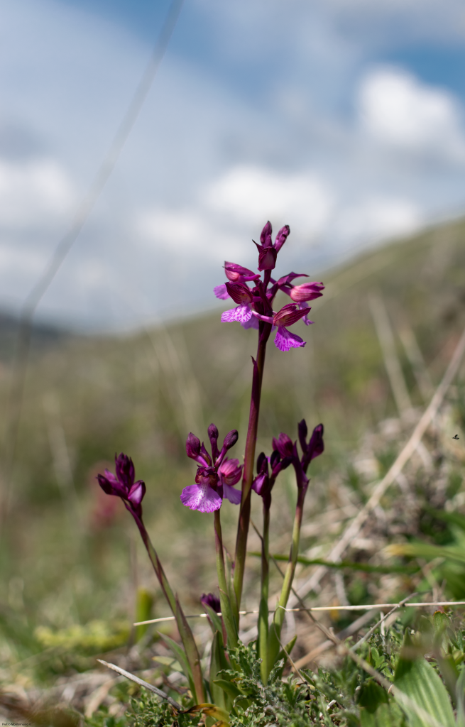 Anacamptis X Gennarii 655x1024