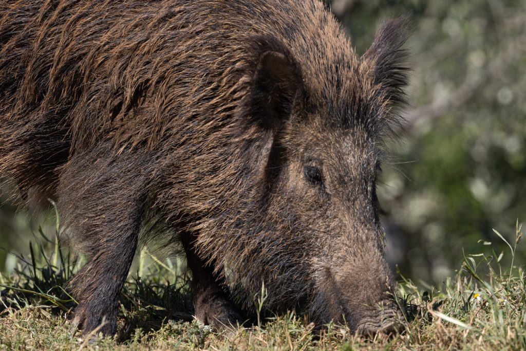 La convivenza tra uomo e cinghiale in Italia: esperienze a confronto IMG 8784 1024x683