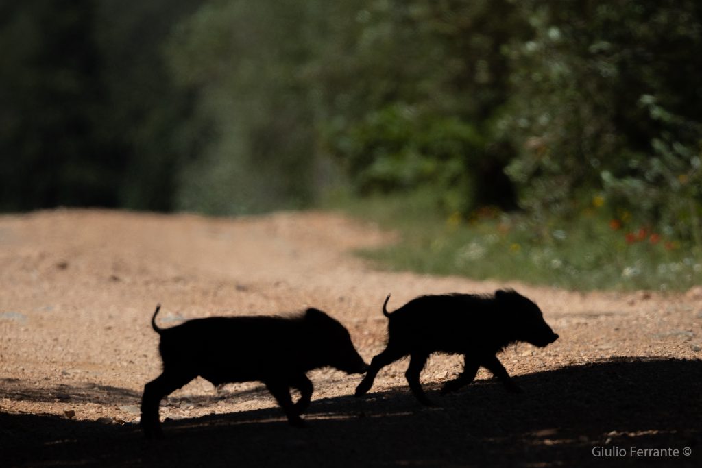 La convivenza tra uomo e cinghiale in Italia: esperienze a confronto IMG 9309 1 1024x683