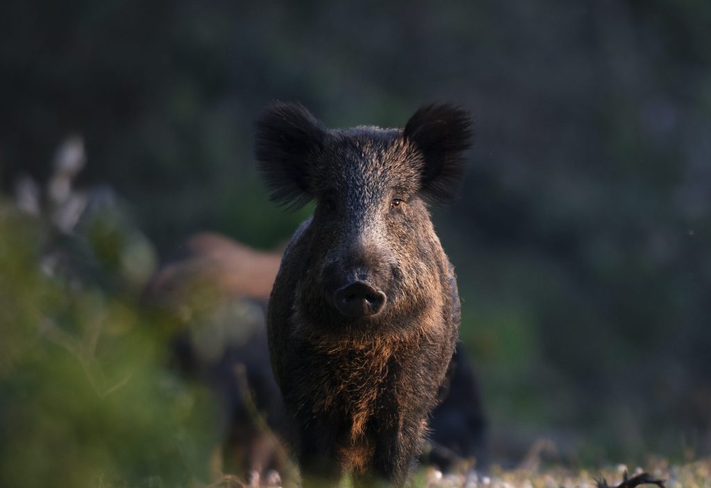 La convivenza tra uomo e cinghiale in Italia: esperienze a confronto Cingh E1655045407571 1024x704
