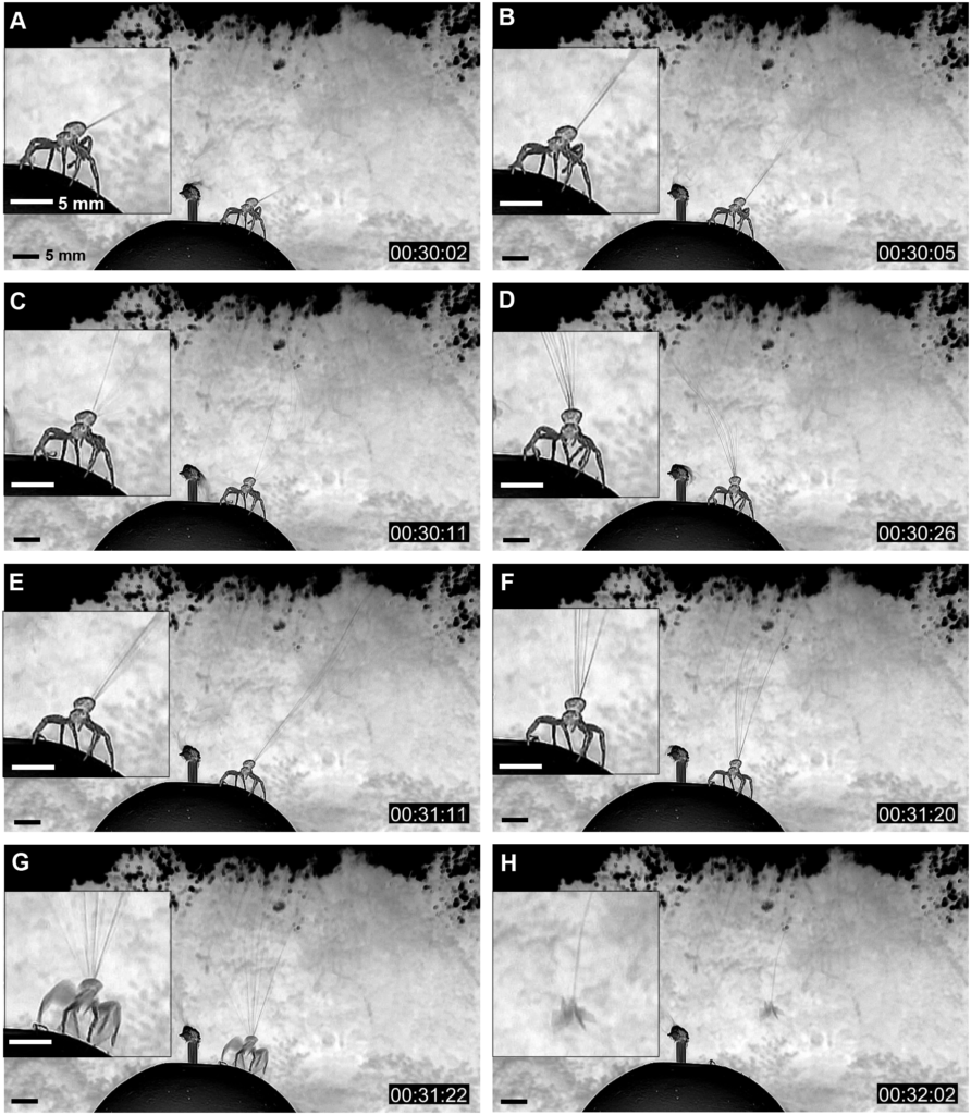 Migrazioni Episodio #1. Farfalle come aquile e ragni con il paracadute! IMMAGINE 7 892x1024