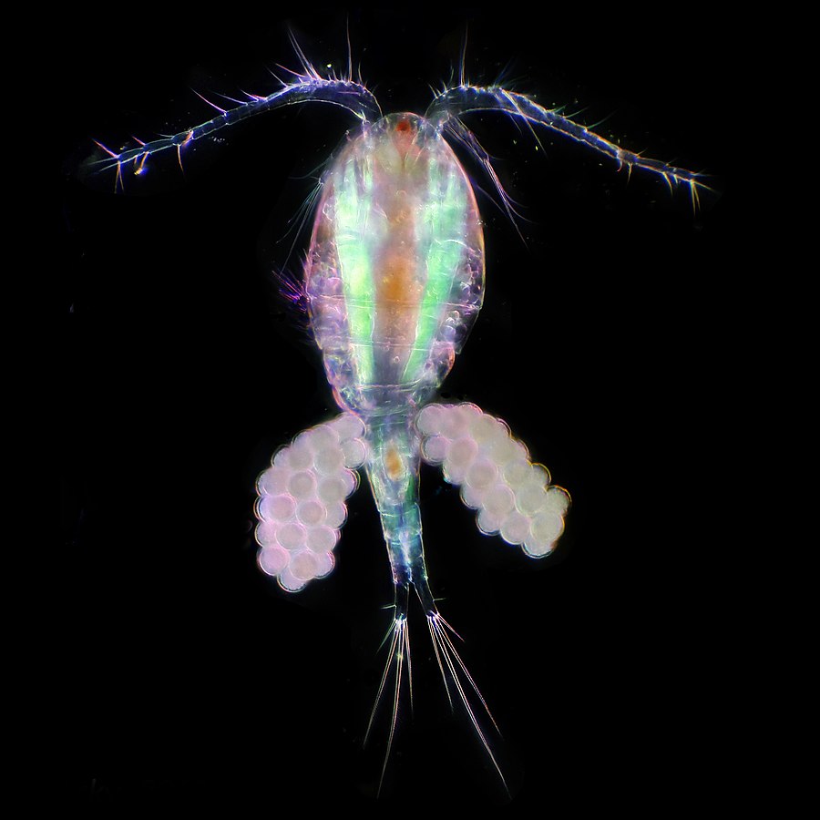 Migrazioni Episodio #3. Il mare, le migrazioni verticali Copepod 2 With Eggs