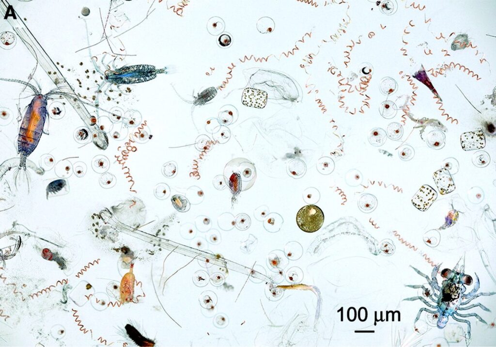Migrazioni Episodio #3. Il mare, le migrazioni verticali Marine Microplankton 1024x716