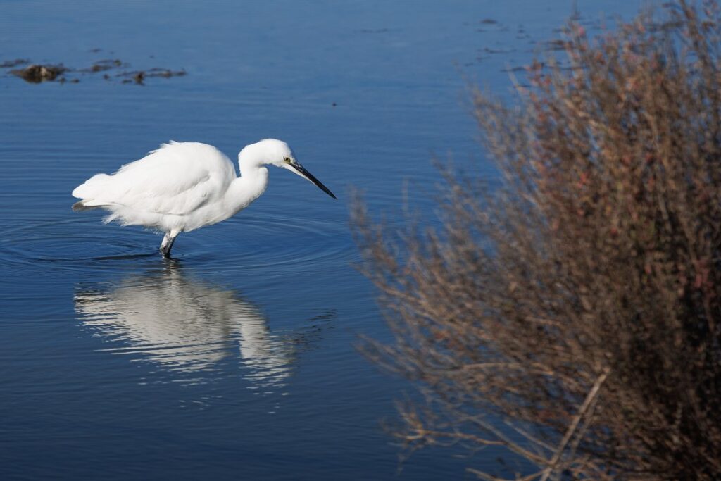 Birdwatching al Circeo – Escursione per famiglie Photo 6017334119425492582 Y 1024x683