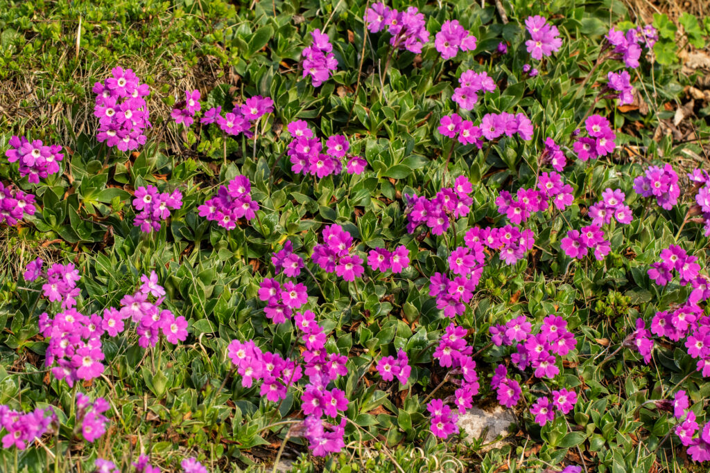 Dolomiti Scalvine DolomitiScalvine 1 1024x683