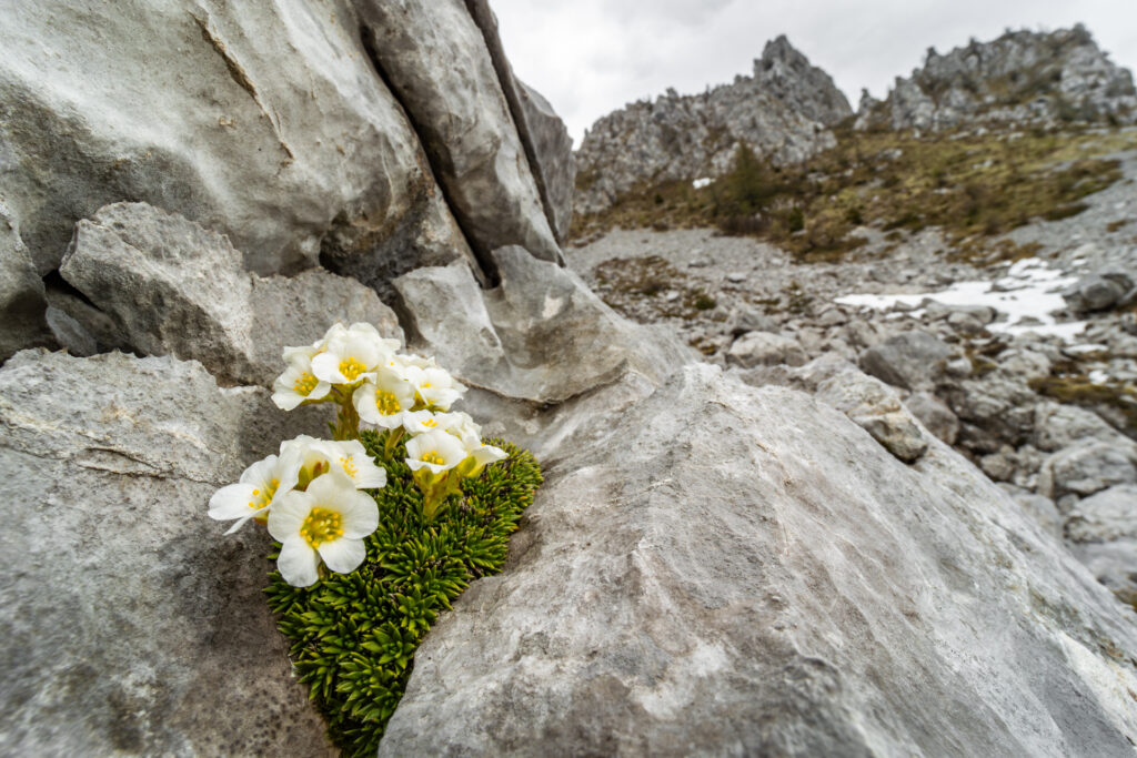 Dolomiti Scalvine DolomitiScalvine 2 1024x683