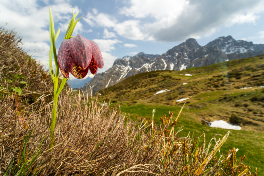Dolomiti Scalvine DolomitiScalvine 3 1024x683