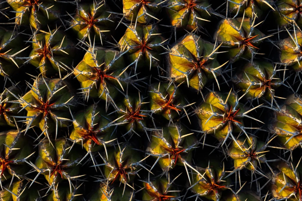 Viaggi Naturalistici Biodiversita Natura Marocco Euphorbia Officinarum Echinus Pattern 1024x683