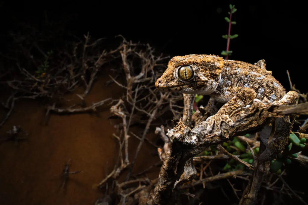 Viaggi Naturalistici Biodiversita Natura Marocco Geco Dall Elmetto Tarentola Chazaliae Costa Atlantica 1024x683