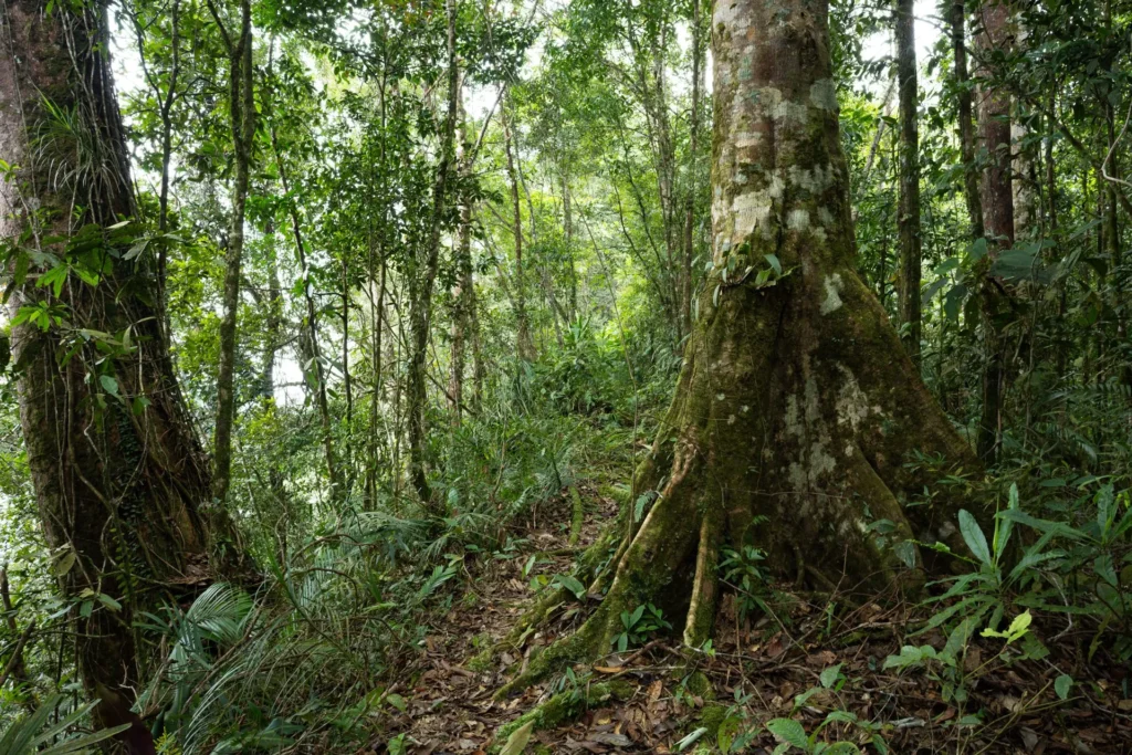 Viaggi Naturalistici Biodiversita Sarawak Borneo Malesia Foresta Montana 1024x683