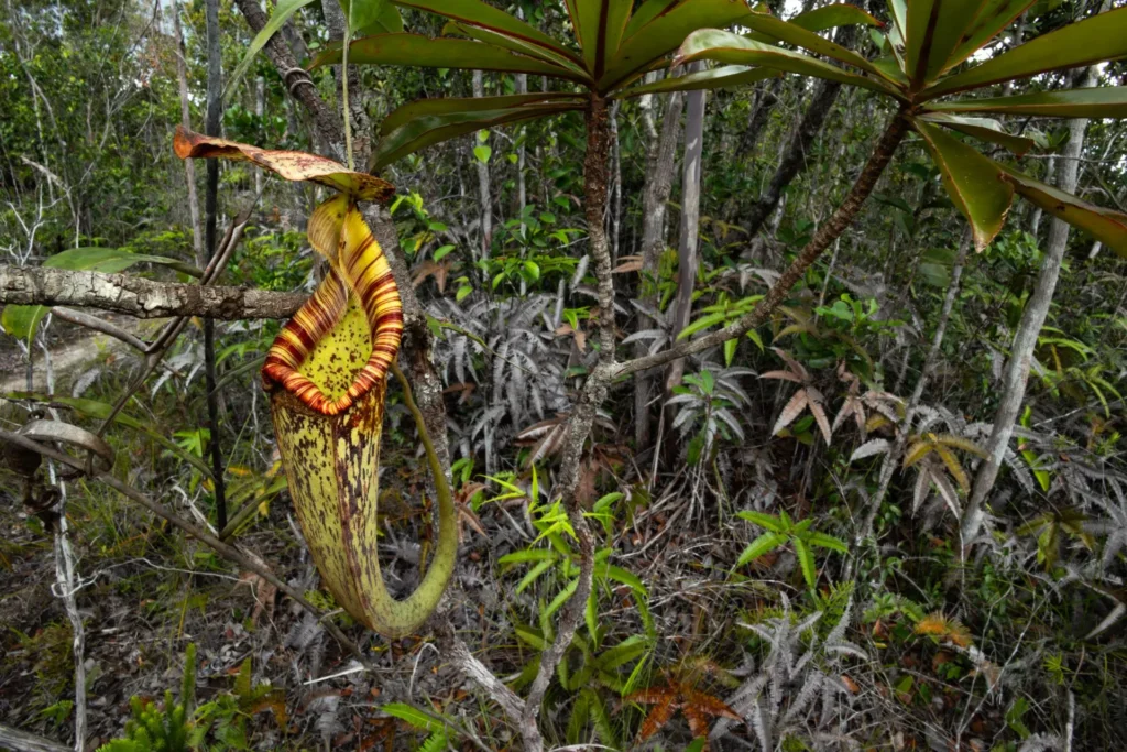 Viaggi Naturalistici Biodiversita Sarawak Borneo Malesia Piante Carnivore Pitcher Plants Nepenthes Rafflesiana 1024x683
