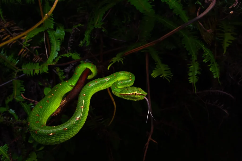 Viaggi Naturalistici Biodiversita Sarawak Borneo Malesia Vipera Bornean Keeled Green Pit Viper Tropidolaemus Subannulatus Male 1024x683
