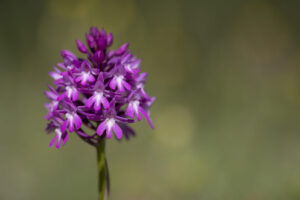 TRAMONTO LUNGO L'APPIA ANTICA Anacamptis Pyramidalis 300x200