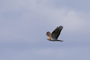 Falco Pecchiaiolo 300x200